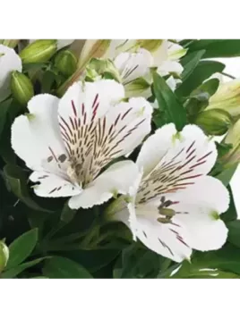 Alstroemeria inticancha Magic white' / Lis des Incas Blanc
