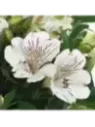 Alstroemeria inticancha Magic white' / Lis des Incas Blanc