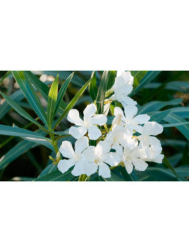 Laurier fleur Nerium Blanc