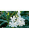 Laurier fleur Nerium Blanc