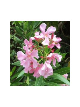 Laurier fleur Nerium Rose