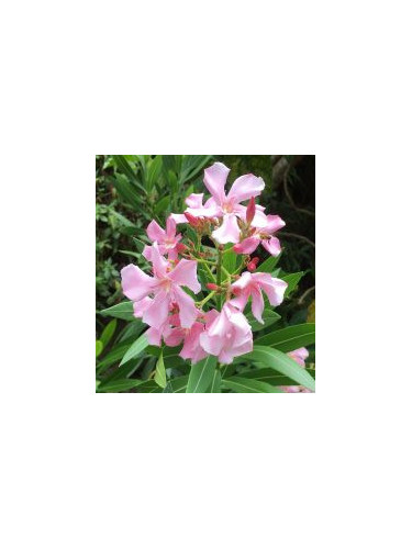 Laurier fleur Nerium Rose