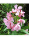 Laurier fleur Nerium Rose