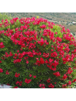 Laurier fleur Nerium Rouge