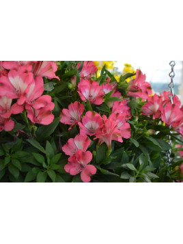 Alstroemeria inticancha 'Romance' / Lis des Incas Rose vif gorge