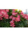 Alstroemeria inticancha 'Romance' / Lis des Incas Rose vif gorge