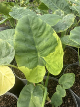 Leucocasia gigantea yellow andaman