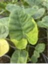 Leucocasia gigantea yellow andaman