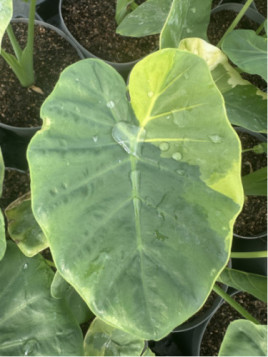 Leucocasia gigantea yellow andaman