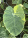 Leucocasia gigantea yellow andaman