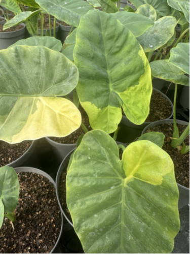 Leucocasia gigantea yellow andaman