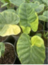 Leucocasia gigantea yellow andaman