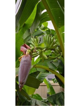 Musa 'Himalayan mountain®' / Bananier fruitier*