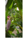 Musa 'Himalayan mountain®' / Bananier fruitier*