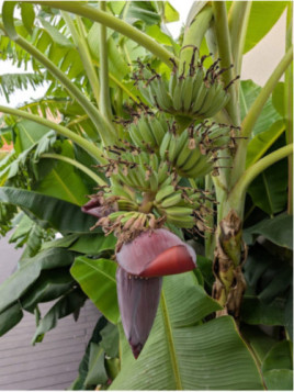 Musa 'Himalayan mountain®' / Bananier fruitier*