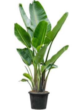 Strelitzia Nicolai / Oiseau du paradis blanc