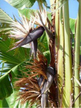Strelitzia Nicolai / Oiseau du paradis blanc