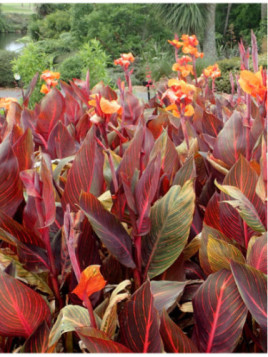 Canna tropicanna, phasion , durban