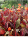 Canna tropicanna, phasion , durban