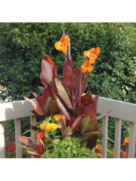 Canna tropicanna, phasion , durban