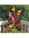 Canna tropicanna, phasion , durban