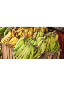 Musa corne - Bananier plantain