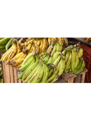 Musa corne - Bananier plantain