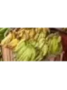 Musa corne - Bananier plantain