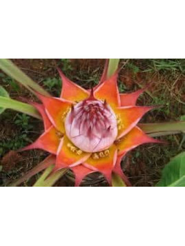 musella lasiocarpa var. rubribracteata - Sichuan star