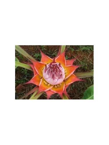 musella lasiocarpa var. rubribracteata - Sichuan star