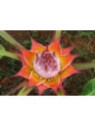 musella lasiocarpa var. rubribracteata