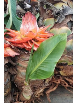 musella lasiocarpa var. rubribracteata - Sichuan star