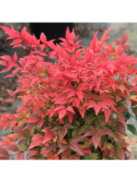 Nandina Domestica gulf stream