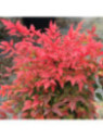 Nandina Domestica gulf stream