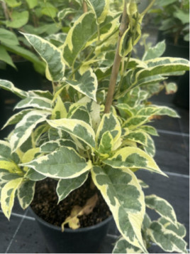 Actinidia arguta 'Hokey pokey' / Kiwaï / autofertile