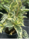 Actinidia arguta 'Hokey pokey' / Kiwaï / autofertile
