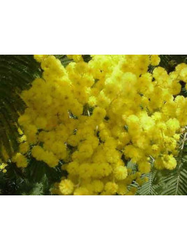 Acacia dealbata 'Gaulois Astier' / Mimosa