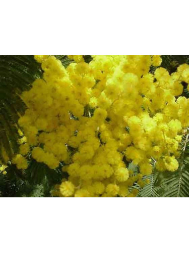 Acacia dealbata 'Gaulois Astier' / Mimosa