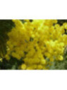Acacia dealbata 'Gaulois Astier' / Mimosa