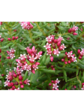 Crassula Sarcocaulis