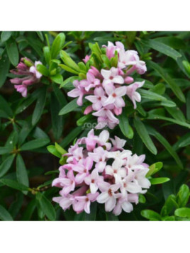 Daphne x transatlantica 'Pink Fragrance®'