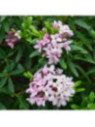 Daphne x transatlantica 'Pink Fragrance®'