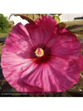 Hibiscus moscheutos berry awesome