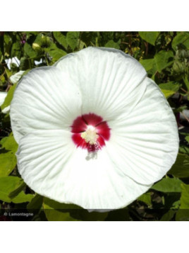 Hibiscus moscheutos blanc coeur rouge
