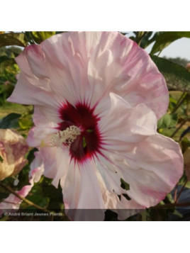 Hibiscus moscheutos cherry cheesecake