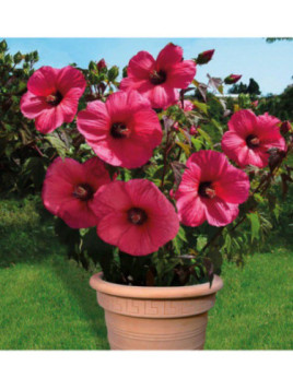 Hibiscus moscheutos planet griotte