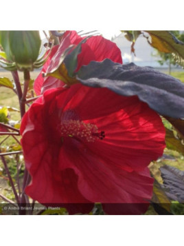 Hibiscus moscheutos Midnight marvel