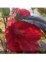 Hibiscus moscheutos Midnight marvel