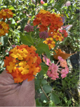 Lantana 'Miss huff'