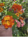 Lantana 'Miss huff'